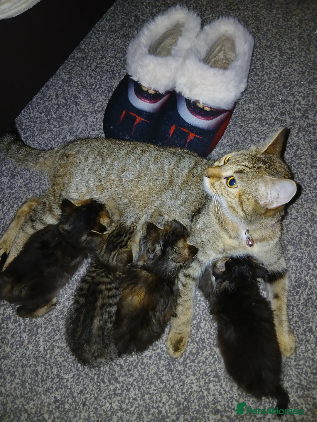 Bengal cats for sale: Kitten  - Advert 2