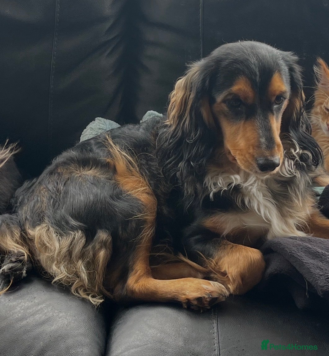 Mixed Breed dogs 3/4 cockapoo 1/4 frenchie  - Advert 3