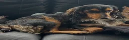Mixed Breed dogs for sale: 3/4 cockapoo 1/4 frenchie  in Walsall - Advert 1