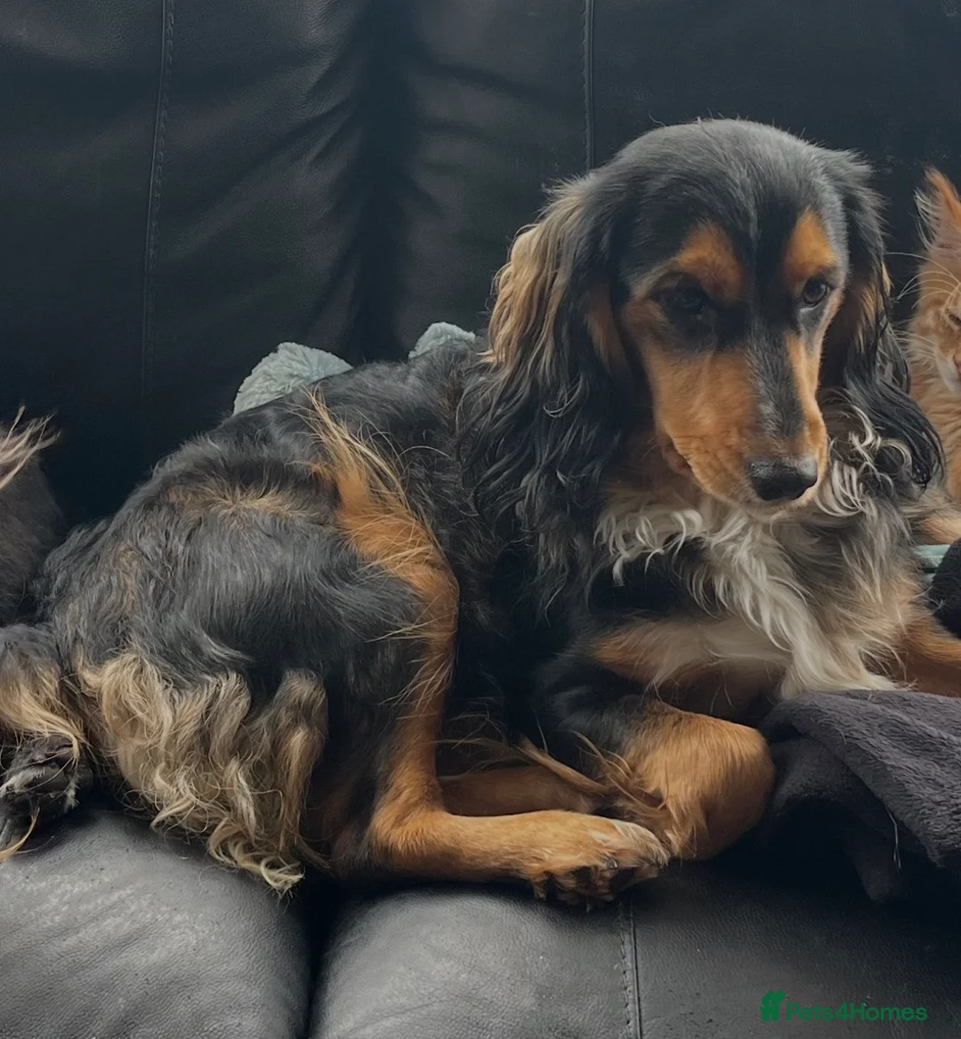 Mixed Breed dogs for sale: 3/4 cockapoo 1/4 frenchie  in Walsall - Advert 1