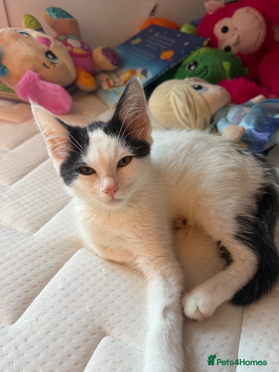 Maine Coon cats for sale: Two bonded kittens  - Advert 5
