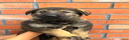 German Shepherd dogs for sale: Exceptional Czech German Shepherd WorkingLine Pups - Advert 14