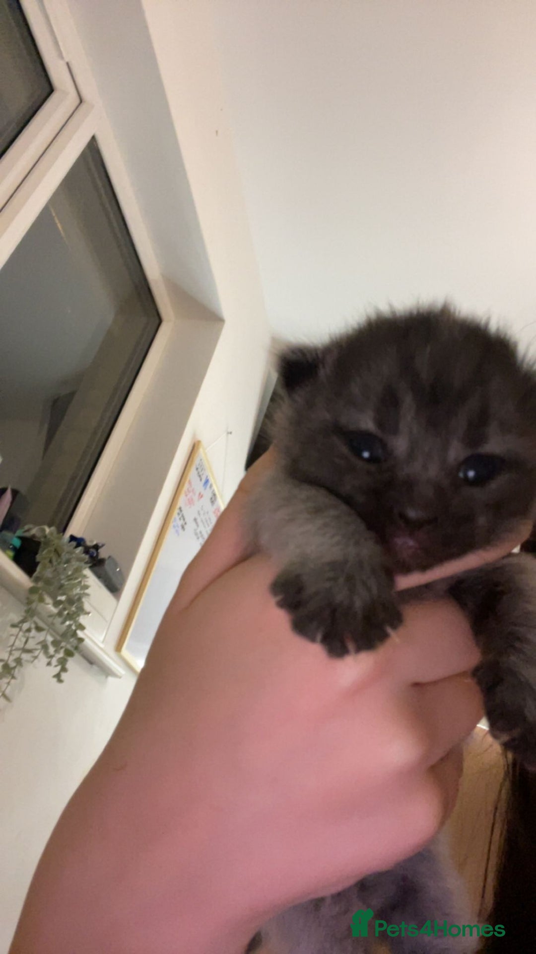 Domestic Shorthair cats for sale: 3 gorgeous kittens  - Advert 11