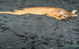 French Bulldog dogs for sale: French bull dog - Image 1