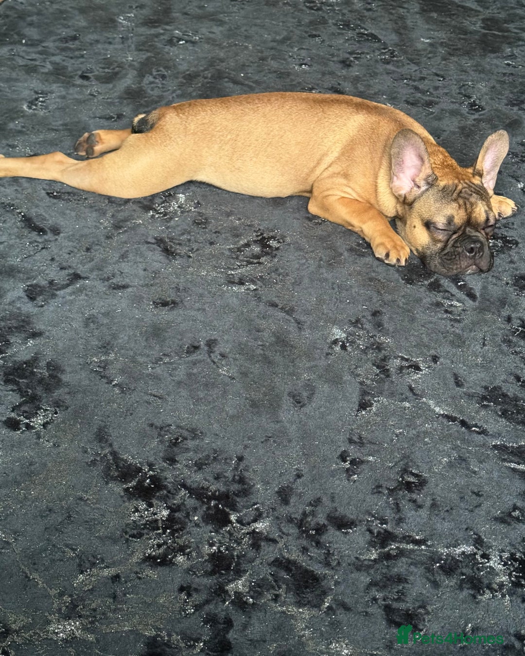 French Bulldog dogs for sale: French bull dog - Image 1