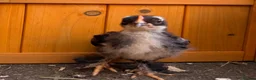 Chickens poultry for sale: Pekin bantams - Advert 21