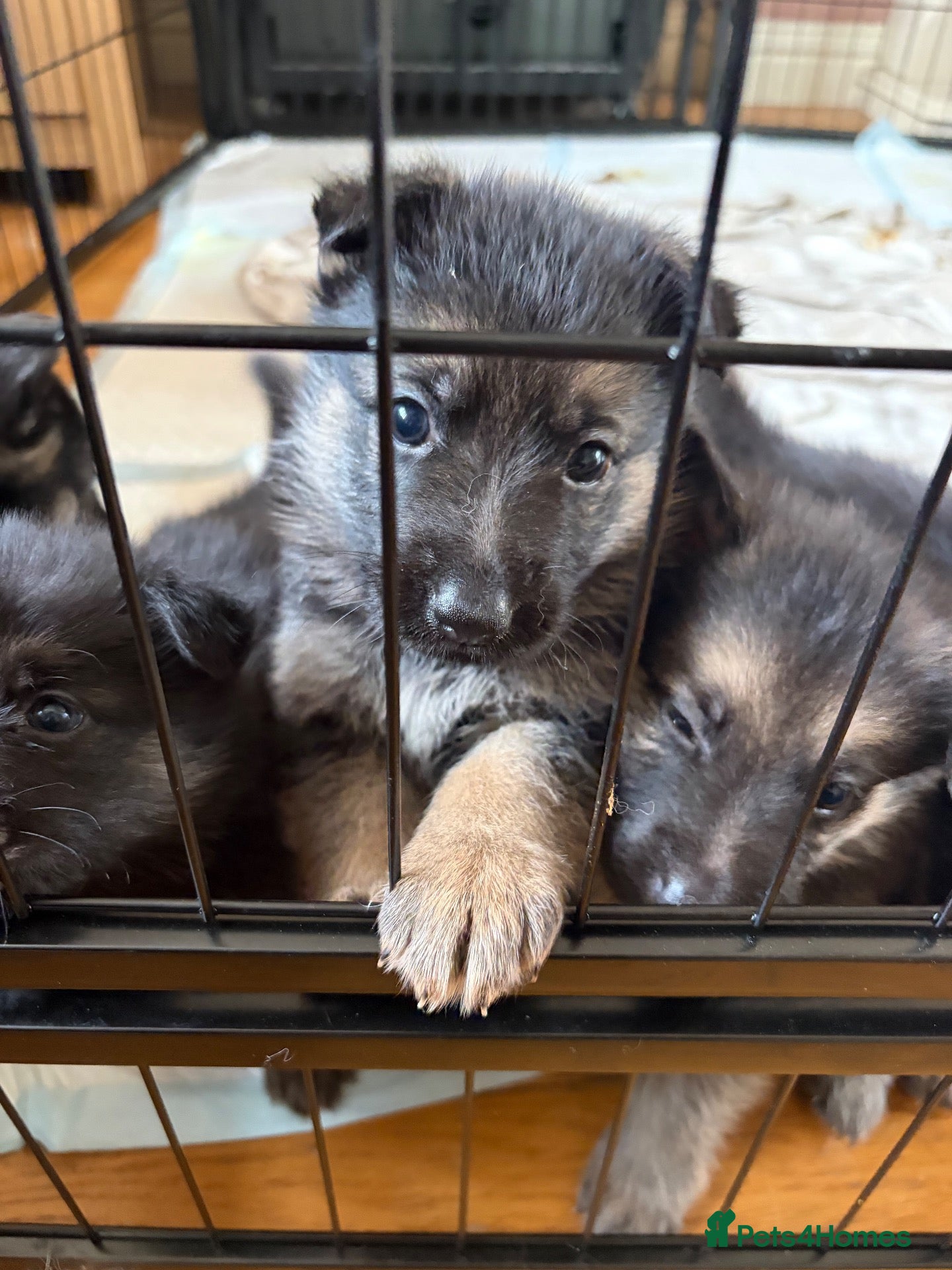 German Shepherd dogs German Shepherd Puppies for Sale - Advert 7