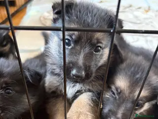 German Shepherd dogs German Shepherd Puppies for Sale - Advert 3