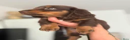 Miniature Dachshund dogs for sale: Beautiful rare miniature Daschunds. Pure 🧬  - Advert 5