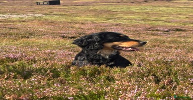 Cocker Spaniel dogs - Advert 3