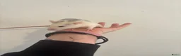 Rat rodents for sale:  dumbo x Rex pet rats for sale  in Stoke-on-Trent - Advert 6