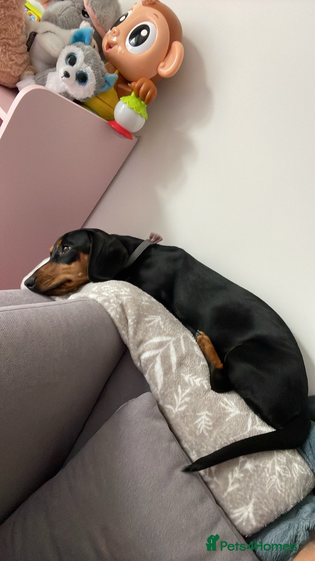 Dachshund dogs for sale: Dachshund for sale  - Image 2