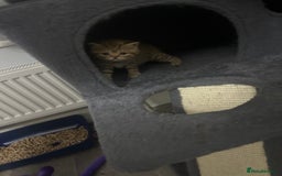 British Shorthair cats for sale: Male brown British short hair left  - Image 10