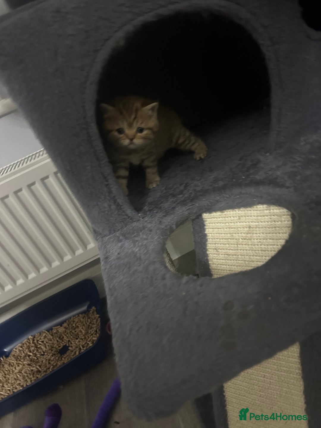 British Shorthair cats for sale: Male brown British short hair left  - Image 10