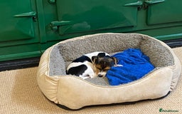 Mixed Breed dogs for sale: Beautiful Jack Russell Puppy - Image 1