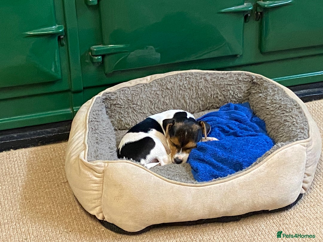 Mixed Breed dogs for sale: Beautiful Jack Russell Puppy - Image 1