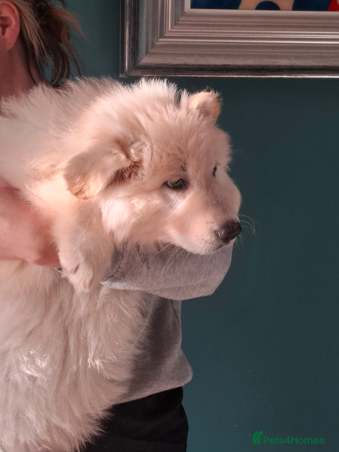 German Shepherd dogs for sale: White German Shepherd - Advert 3