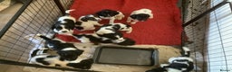 English Springer Spaniel dogs for sale: 9 English Springe4 Spaniels Puppies - Advert 3