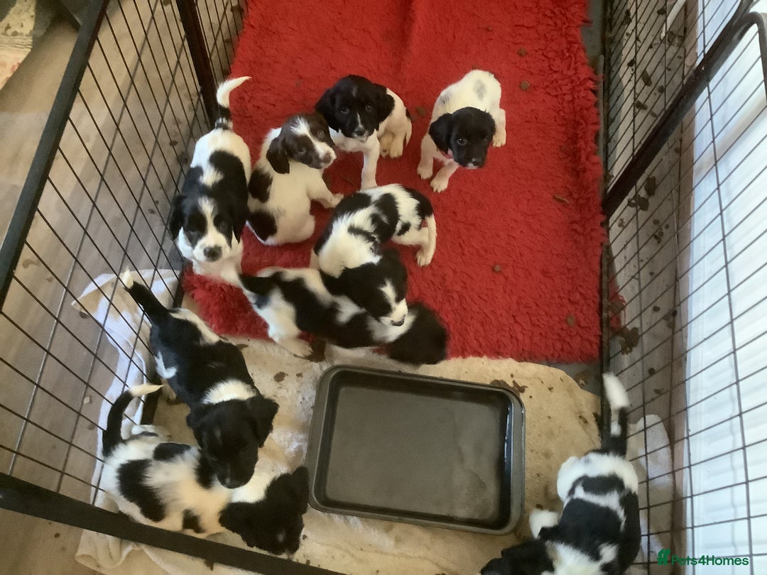 English Springer Spaniel dogs for sale: 9 English Springe4 Spaniels Puppies - Advert 3