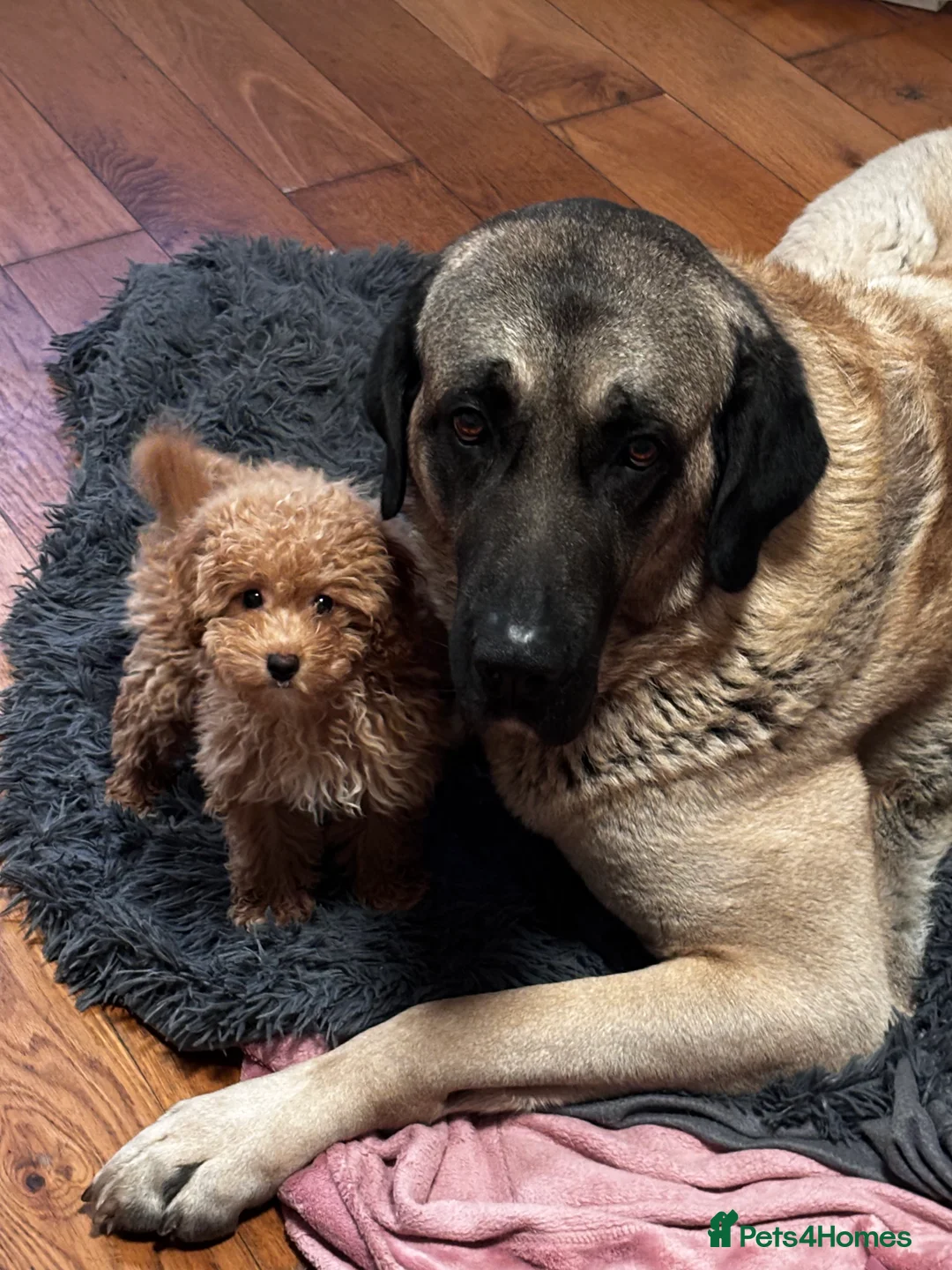 Turkish Kangal dogs for stud: 5 year old male kangal  - Advert 4