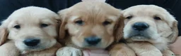 Golden Retriever dogs for sale: Chunky KC registered golden retrievers  - Advert 12