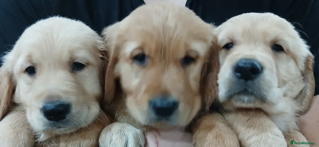 Golden Retriever dogs for sale: Chunky KC registered golden retrievers  - Advert 12