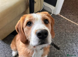 Mixed Breed dogs Floki - Advert 1