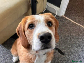 Mixed Breed dogs Floki - Advert 1