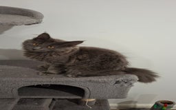 Maine Coon cats for sale: Pedigree mainecoon kittens in Newark - Image 6