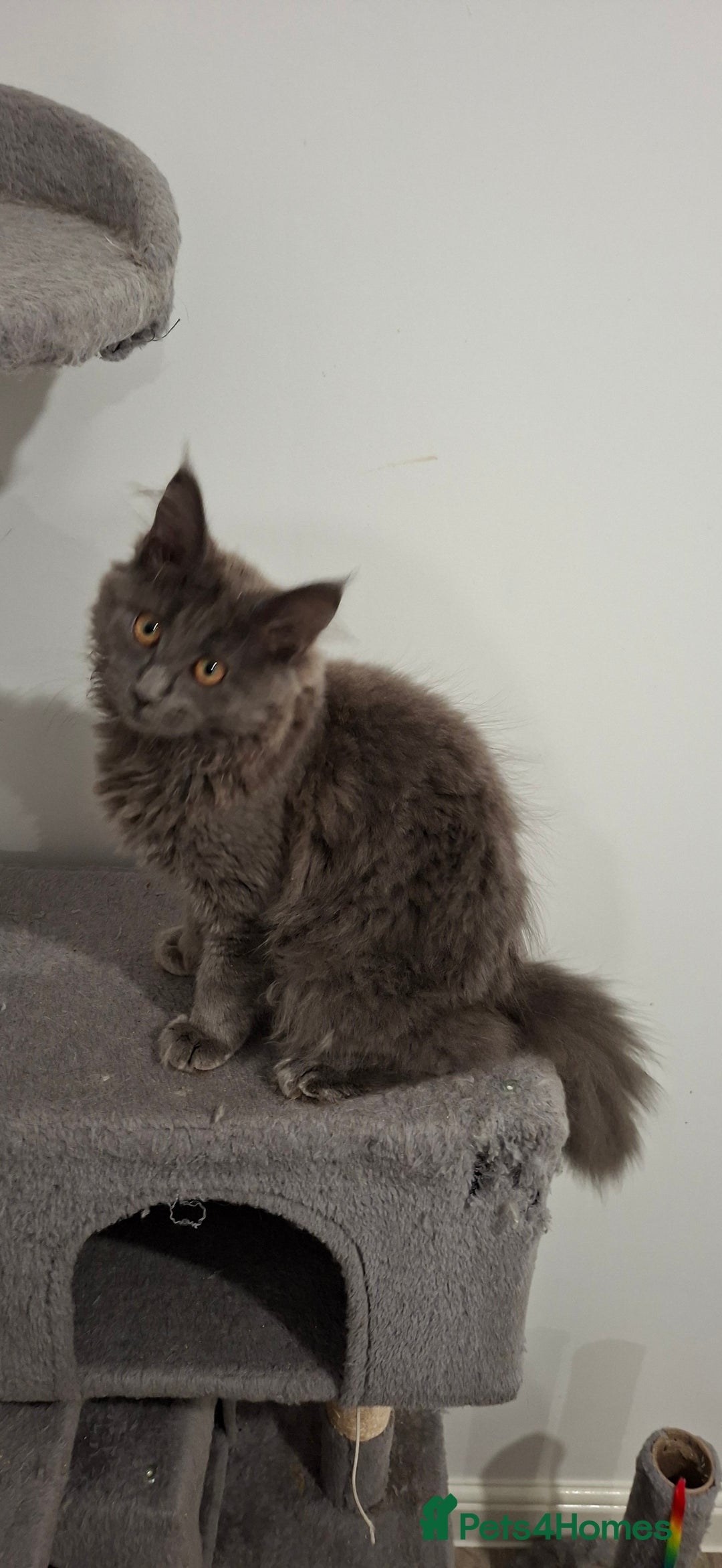 Maine Coon cats for sale: Pedigree mainecoon kittens in Newark - Image 6