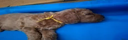 Cavapoo dogs for sale: Ready now. Deep Red Superb Cavapoo pups F1b - Advert 14