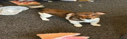 Jack Russell dogs for sale: Jack Russell pup in Derby - Advert 1