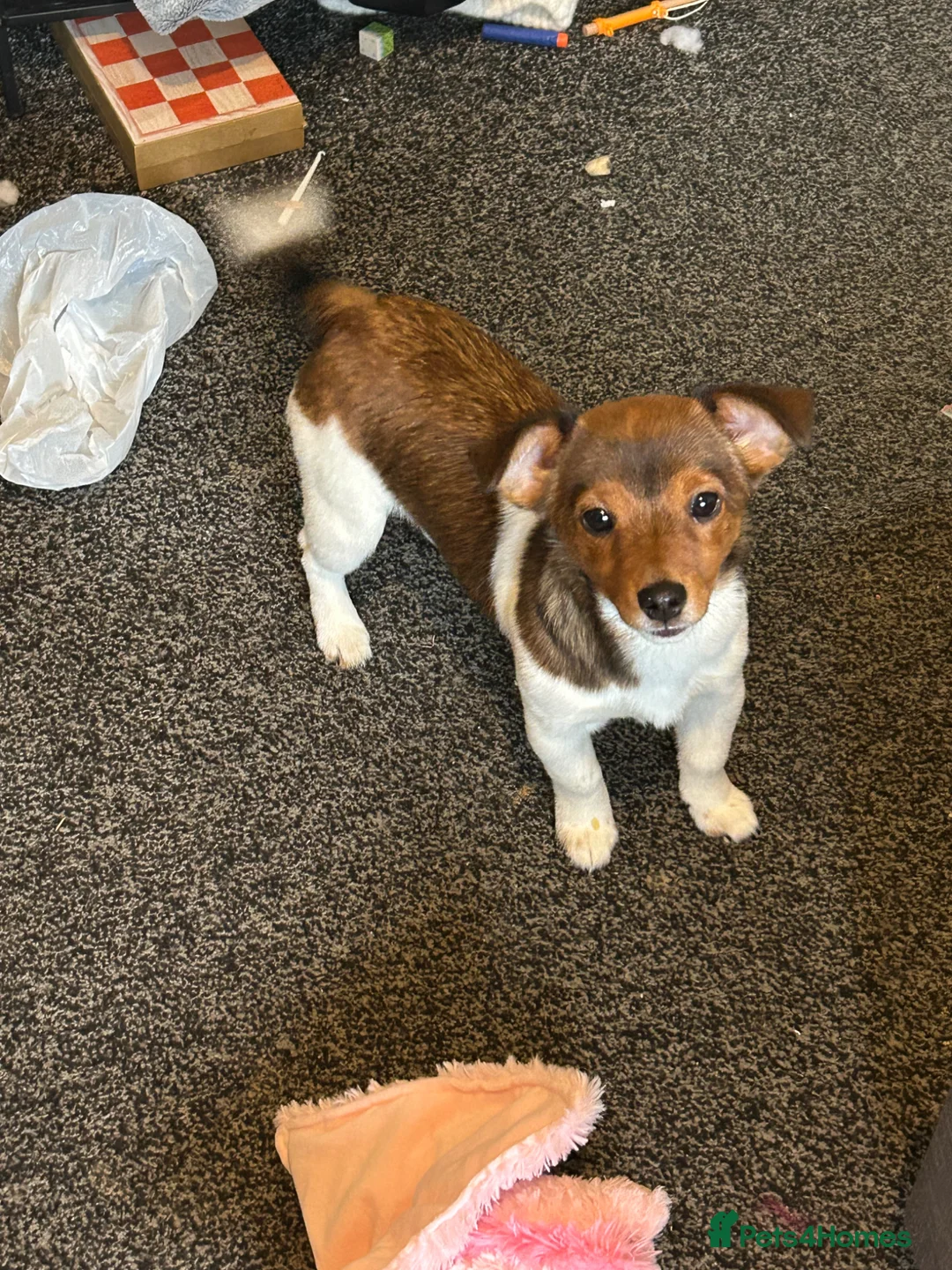 Jack Russell dogs for sale: Jack Russell pup in Derby - Advert 1