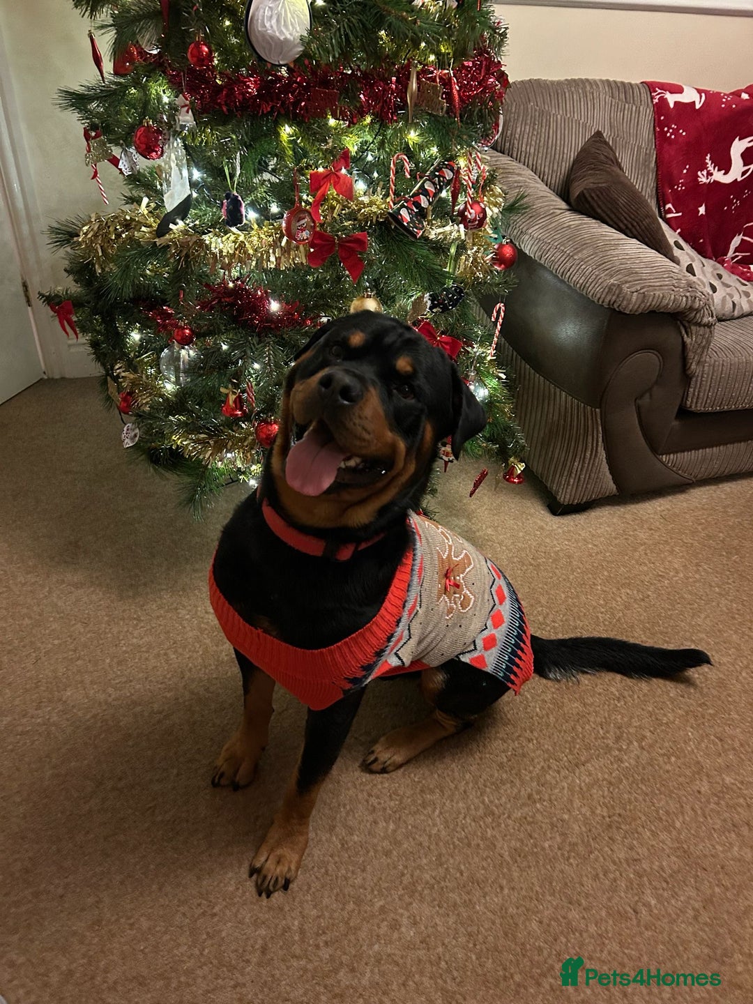 Rottweiler dogs for stud: 2.5 year old Rottweiler for stud  - Advert 14