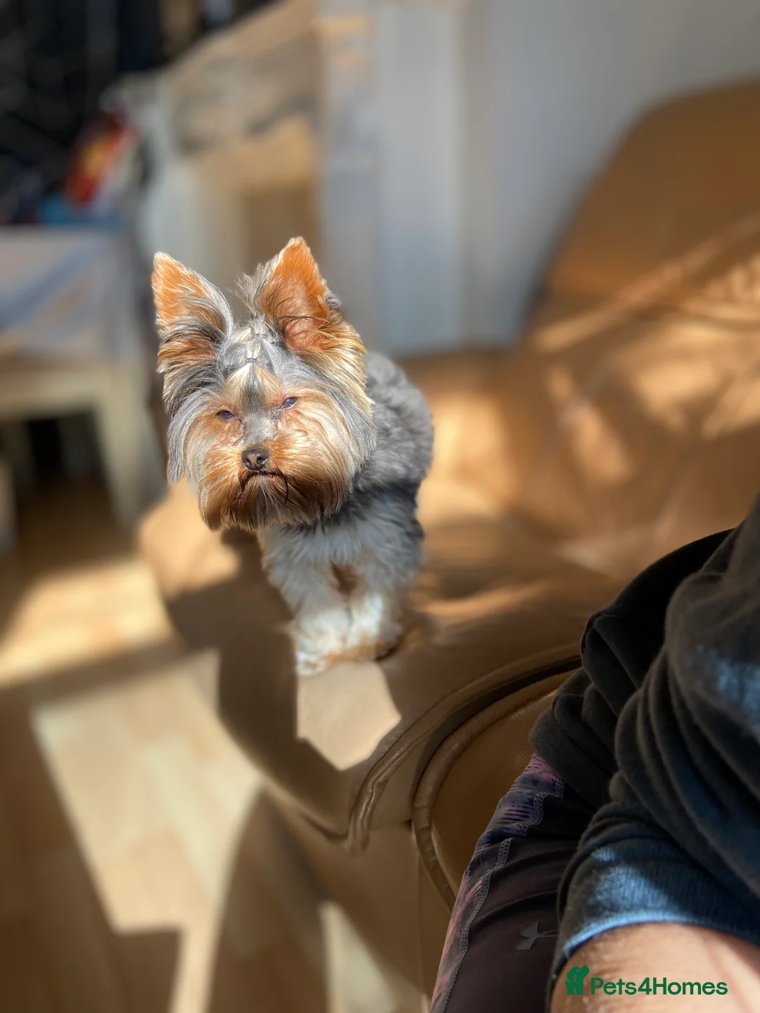 Yorkshire Terrier dogs for stud: Rocky in Hornchurch - Advert 18
