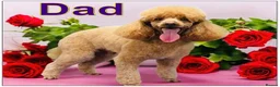Cavapoo dogs for sale: Gorgeous Cavapoo F1B puppies - Advert 17