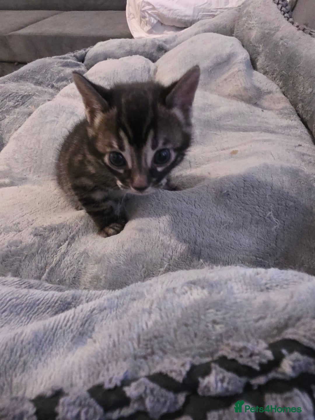 Bengal cats for sale: Double Charcoal DNA Tested Girl  - Advert 12