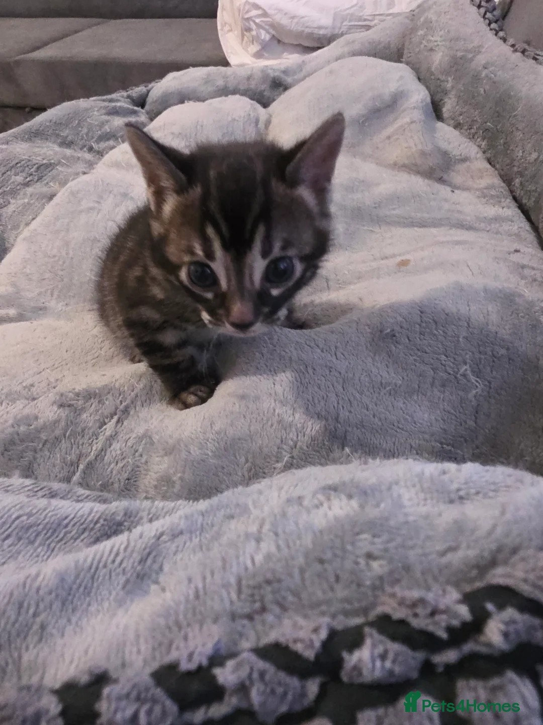 Bengal cats for sale: Double Charcoal DNA Tested Girl  - Advert 12