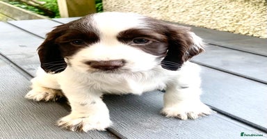 Cocker Spaniel dogs - Advert 8