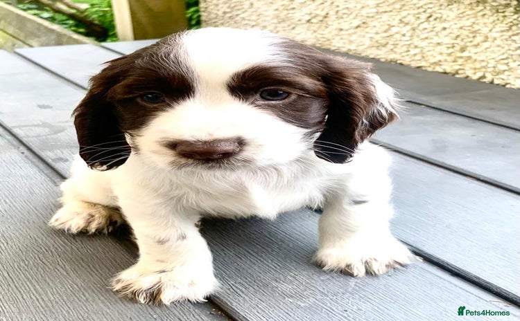Cocker Spaniel dogs - Advert 1