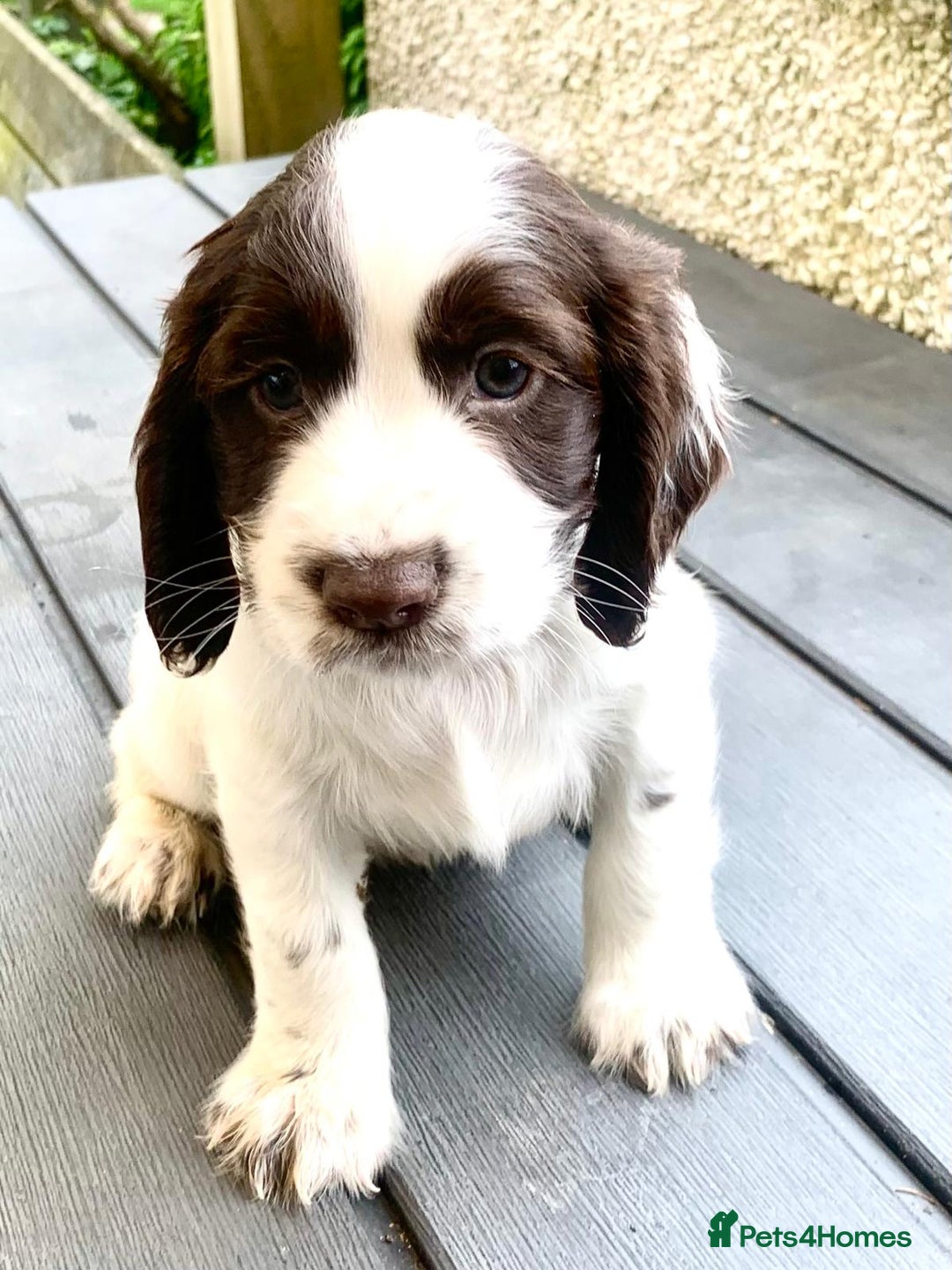 Cocker Spaniel dogs for sale: Working Cocker Spaniels. - Image 1