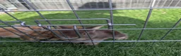 English Lop rabbits for sale: Holland English lop eared rabbits - Advert 8