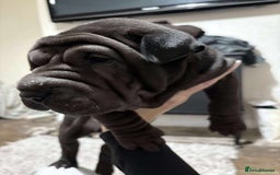 Shar Pei dogs for sale: Bone mouth sharpies  - Image 9