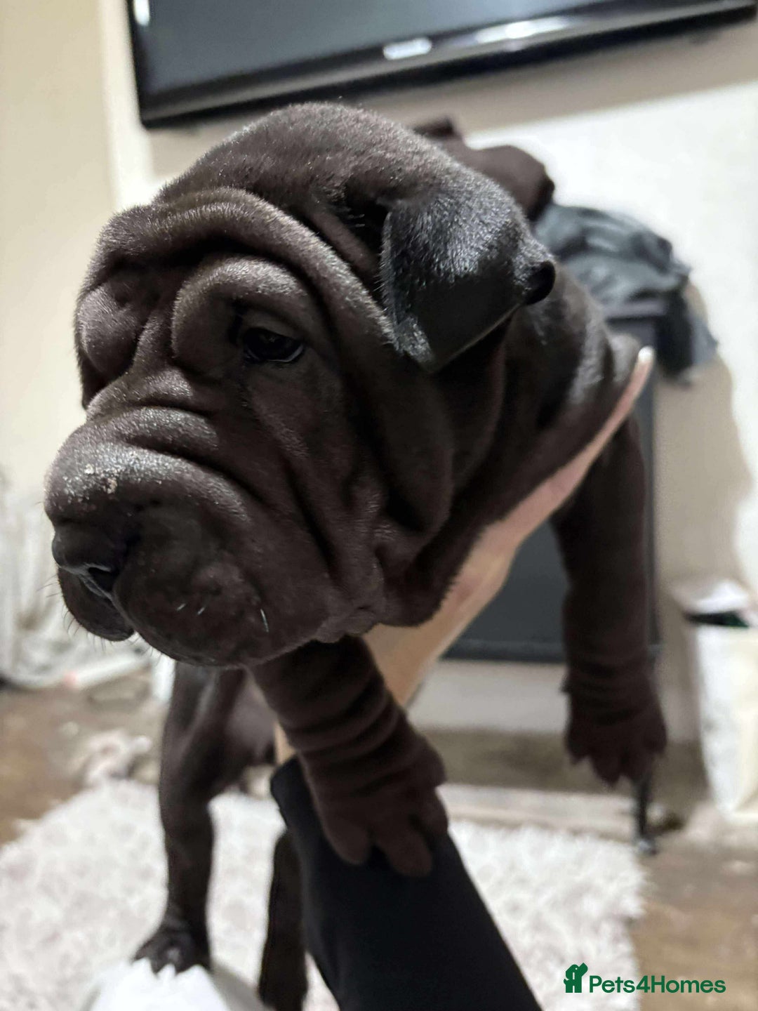 Shar Pei dogs for sale: Bone mouth sharpies  - Image 9