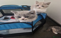 British Shorthair cats for sale: BEAUTIFUL BRITISH SHORTHAIR GCCF registered kitten - Image 9