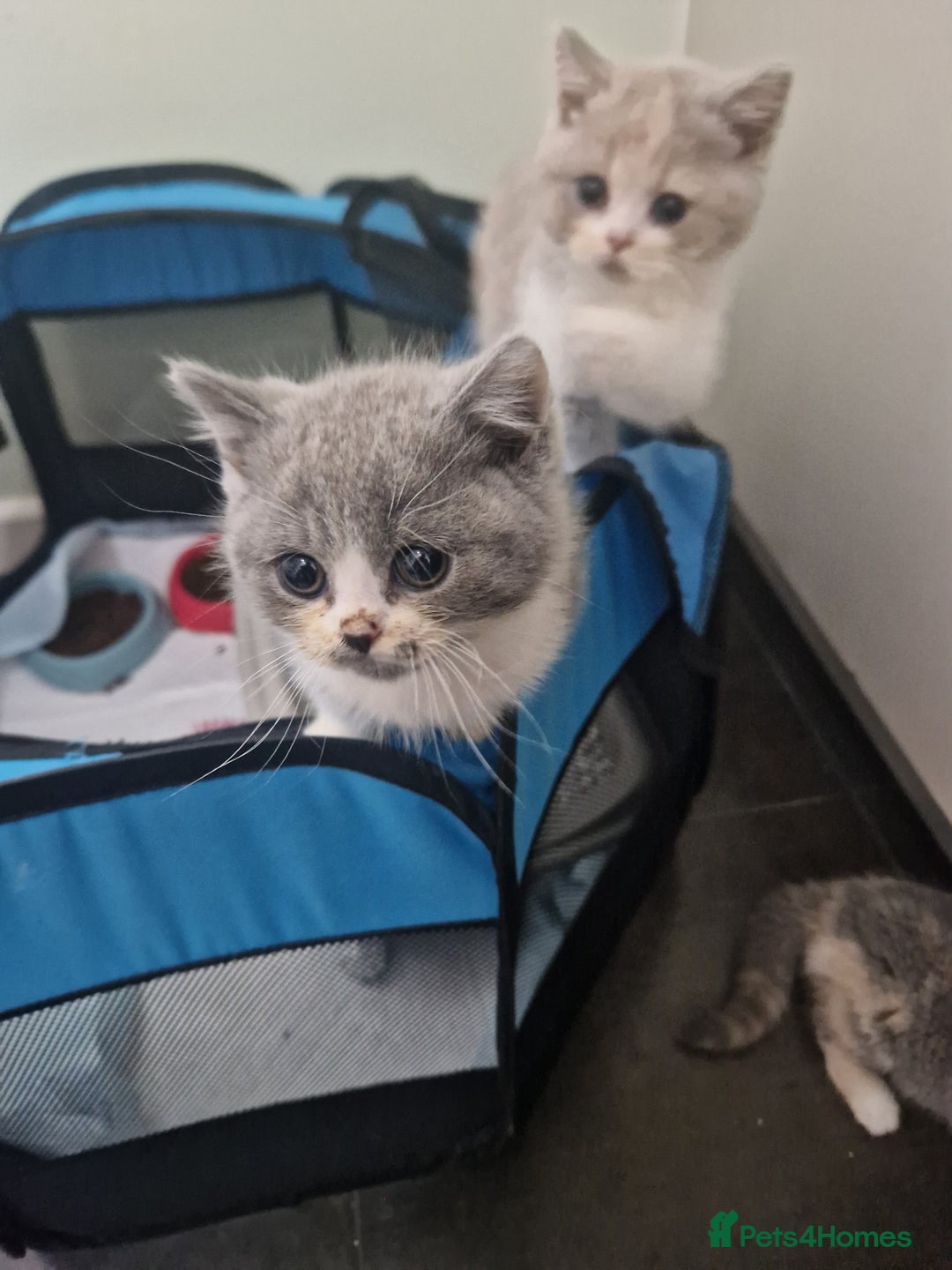 British Shorthair cats for sale: BEAUTIFUL BRITISH SHORTHAIR GCCF registered kitten - Image 9