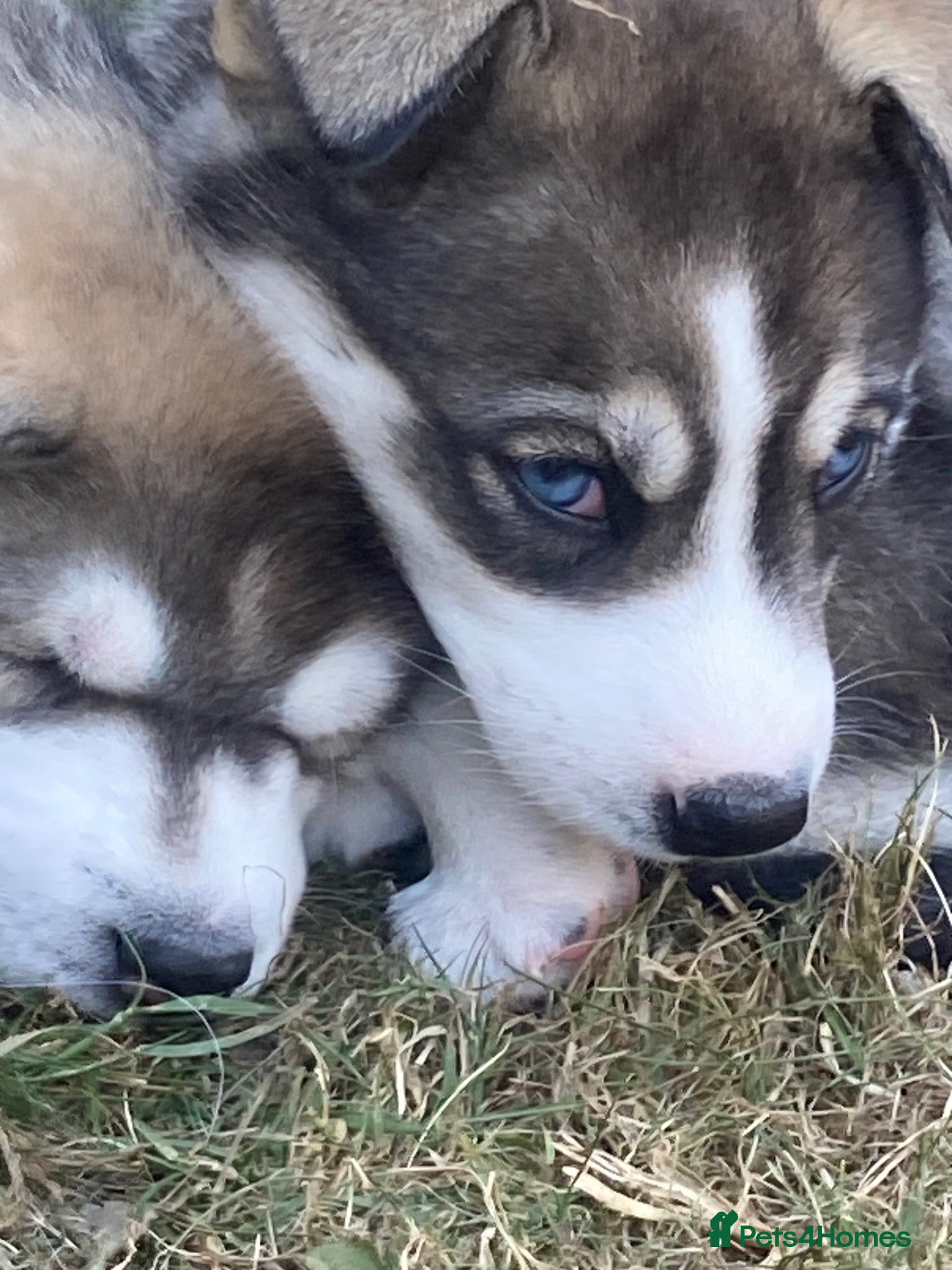 Siberian Husky dogs Stunning Siberian Huskies  - Advert 2