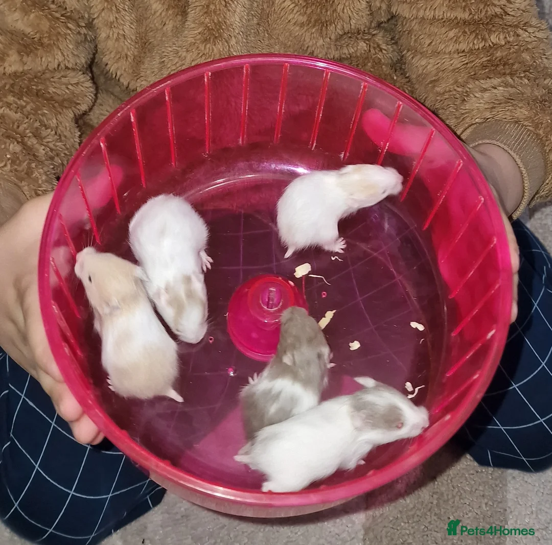 Hamster rodents for sale: Hamster for sale in 2 week - Advert 1