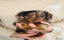 Miniature Dachshund dogs for sale: KC Championship line miniature dachshunds  - Image 1
