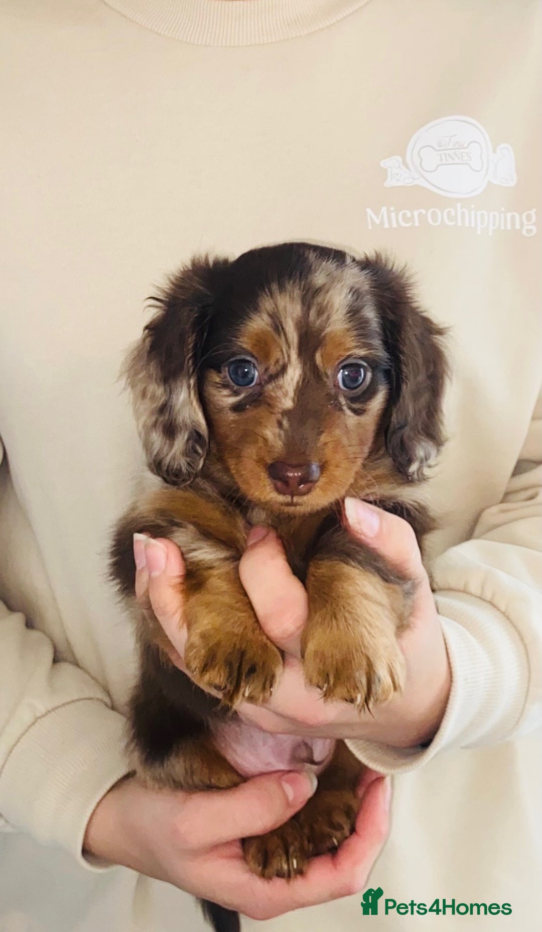Miniature Dachshund dogs for sale: KC Championship line miniature dachshunds  - Image 1